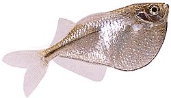 Gasteropelecus sternicla Argint
