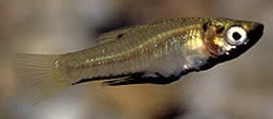 Girardinus metallicus