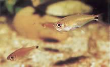 Gnathocharax steindachneri (Mușcă tetra)