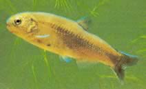 Gymnocharacinus bergi Characin gol al Patagoniei