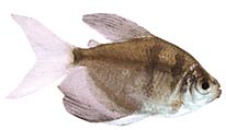 Gymnocorymbus ternetzi Văduvă