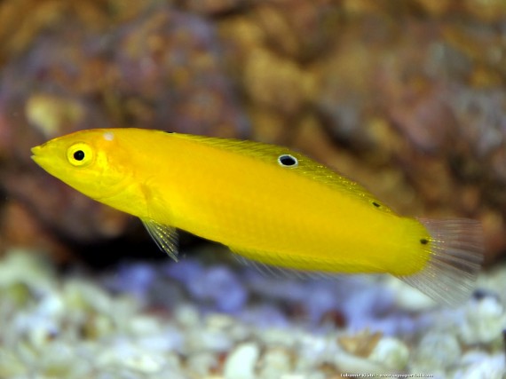 Halichoeres Chrysus (Galben / Labre Canary)