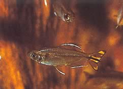Hemigrammopetersius caudalis Congo tetra cu galben