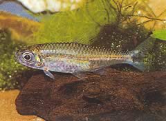 Hemigrammopetersius pulcher (African Tetra-născut)