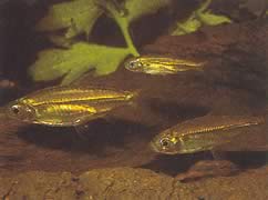 Hemigrammopetersius septentrionalis (Tetra-néon din Africa de Nord)