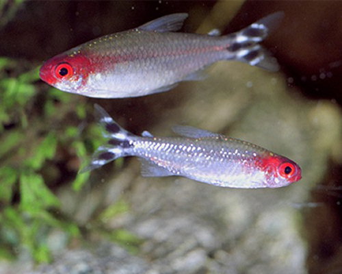 Hemigrammus bleheri (Tetra gura roșie)