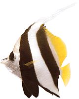 Heniochus acuminatus (Bifează)