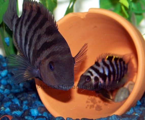 Cichlosoma nigrofasciatum