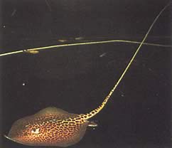 Himantura oxyrhynchus Linie indo-australiană