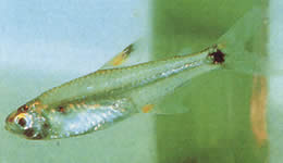 Holoshestes pequira (Tetra de pata portocalie)