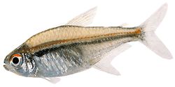 Hyphessobrycon heterorhabdus Steagul belgian