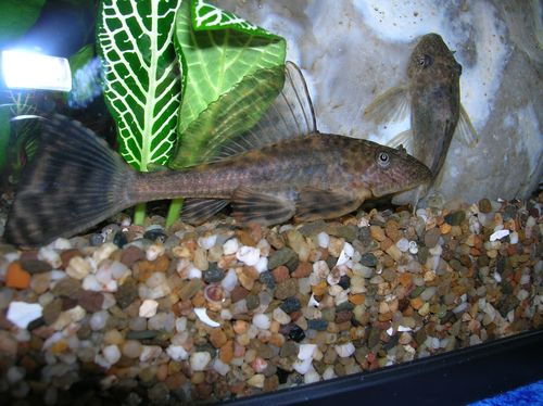 Hypostomus plecostomus (Pleco, șaibă, supt)