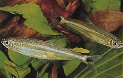 Iguanodectes spilurus (Tetra-ulei)