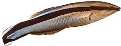 Labroides dimidiatus Curățător comun