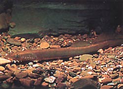 Lampetra fluviatilis (Lampa fluvială)