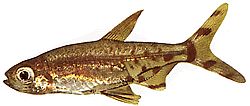 Lepidarchus adonis (Tetra Adonis, Tetra Naked)