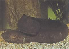 Lepidosiren paradoxa (America de Sud Lepidosirène)