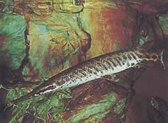 Lepisosteus oculatus (Océlée lépisosted)