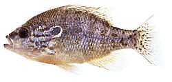 Lepomis humilis