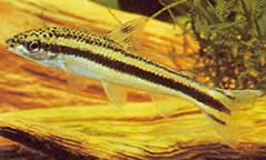 Leporellus vittatus Leporello