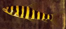 Leporinus affinis Leporinus verde