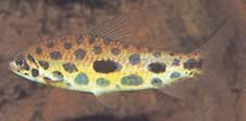 Leporinus maculatus Leporinus reperat