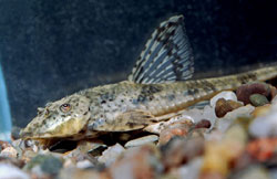 Loricaria parva