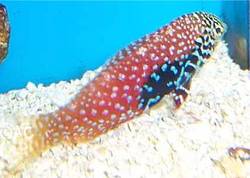 Macropharyngodon bipartitus (Lab vermiculat)