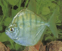Metynnis hypsauchen fasciatus (Metynnis Rayé)