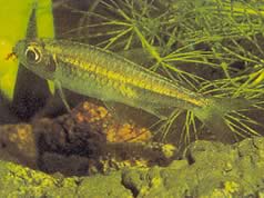 Micralestes humilis (Tetra africană cu aripioare roșii)