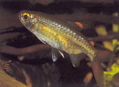 Micralestes occidentalis (Tetra Africană de Vest)