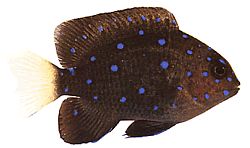 Microspathodon chrysurus (Bijuterii galbene)