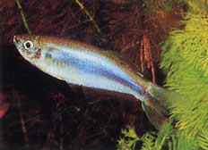 Mimagoniates microlepis (Scari mici Tetra-Barberos)