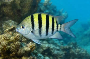 Abudefduf saxatilis Sergent major
