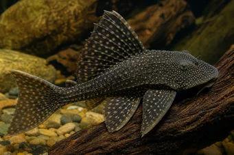 Acanthicus adonis Zâne sau Adonis Catfish