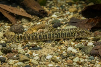 Acanthocobitis botia LOCHE FLAT