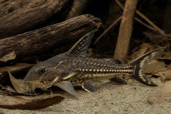 Acanthodoras spinosissimus Vorbitor