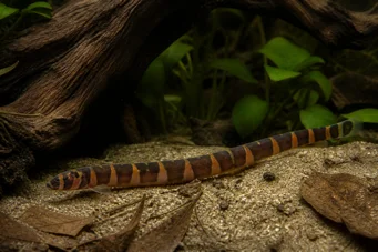 Acanthophthalmus kuhlii