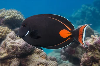 Acanthurus Achilles Chirurgul Red Spot and Tail