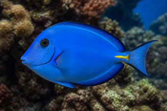 Acanthurus coeruleus Chirurg albastru