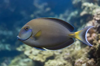 Acanthurus Fowleri Pește chirurg Fowler