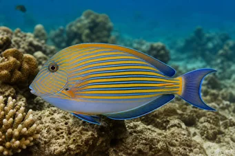 Acanthurus Lineatus Chirurg în dungi