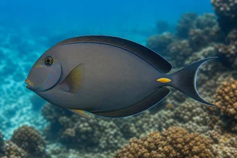 Acanthurus Mata Chirurg alb