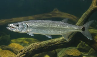 Acestrorhynchus altus Tetra-chien cu coadă roșie, dinți