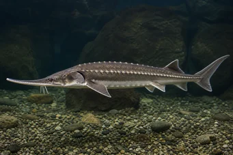 Acipenser stellatus Sturgeon înstelat