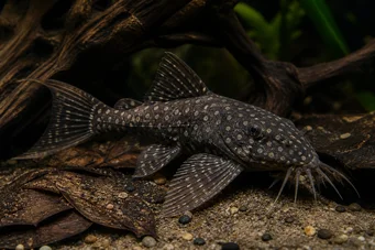 Agamyxis pectinifrons Peig Catfish