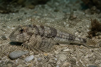 Agonus cataphractus Mouse de mare