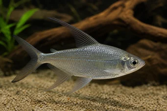 Alestes longipinnis Characin cu aripioare lungi