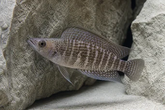 Altolamprologus compressiceps Compressice altolamprologus