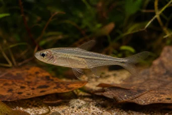 Ammocryptocharax elegans Elegant Characin-Fleche